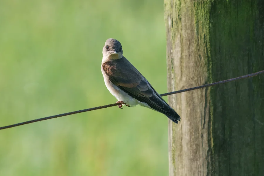 A small bird with brown and white feathers is perched on a wire fence next to a wooden post, against a blurred green background.