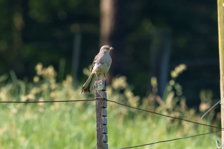 A bird is perched on top of a wooden fence post in a grassy area, holding an insect in its beak.