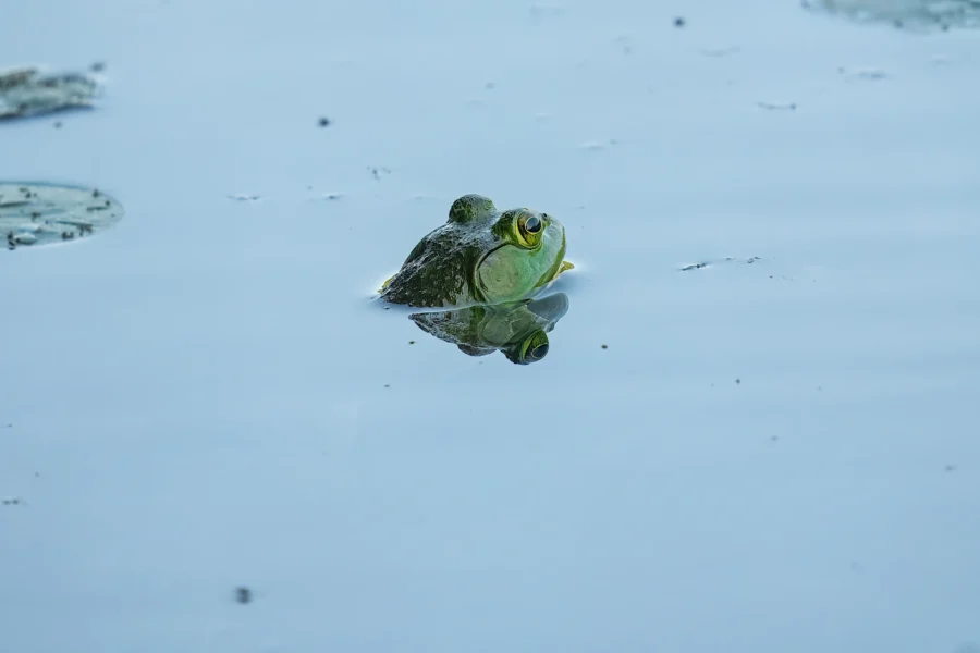 A green frog&#039;s head emerges above the calm surface of a pond, surrounded by water with a few scattered lily pads.