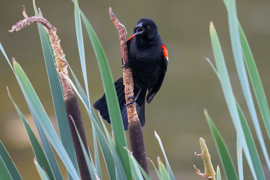 A black bird with red shoulder patches perches on a brown cattail among tall green reeds.