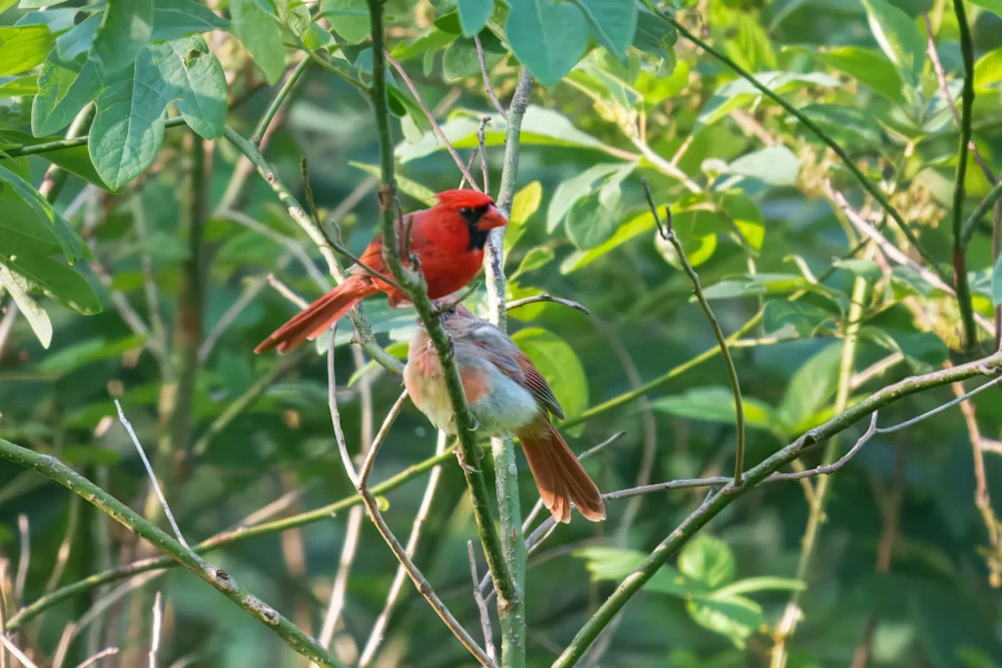 A male and a female cardinal perch closely together on thin branches amid green foliage.