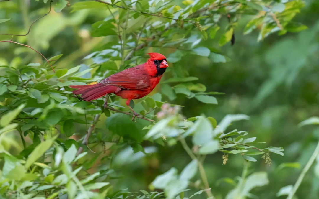 How Birds Handle the Heat: Summer Behavior at Rockefeller State Park Preserve