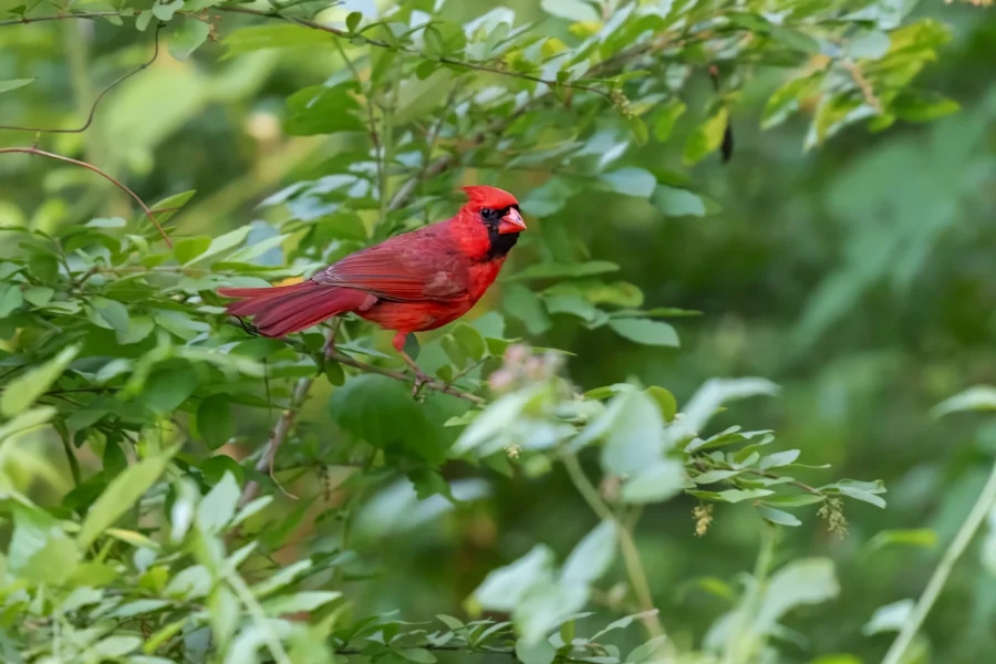 A bright red cardinal perches on a leafy branch surrounded by green foliage.