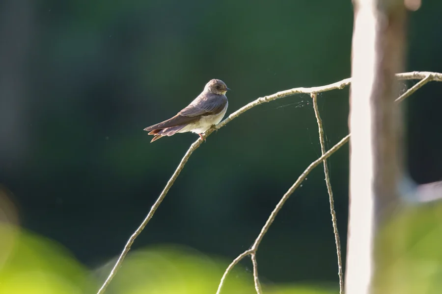 A small bird is perched on a thin, bare branch with a blurred green background.