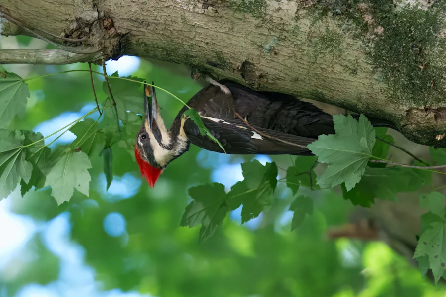 A pileated woodpecker with a red crest clings upside down to a tree branch surrounded by green leaves.