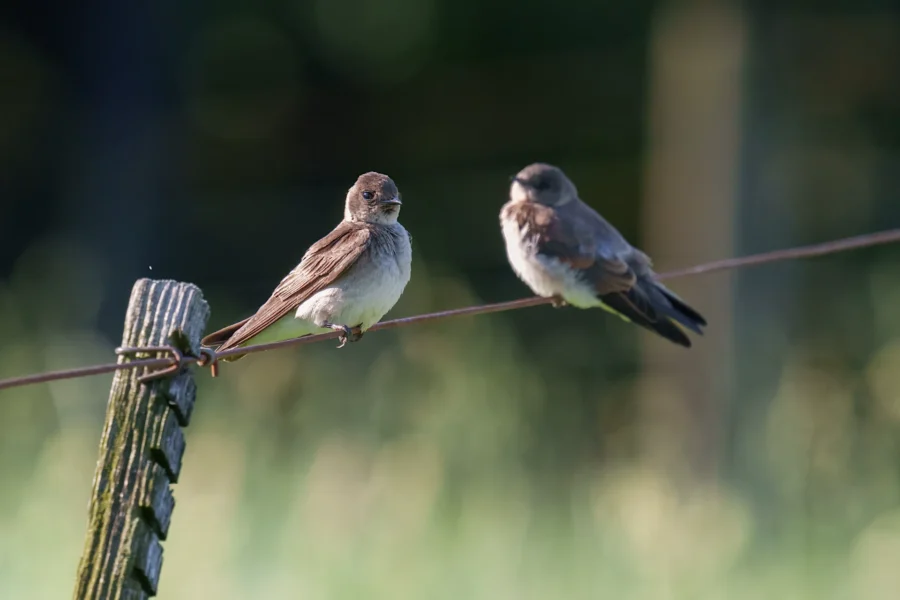 Two small brown birds are perched on a wire fence in an outdoor setting with a blurred green background.