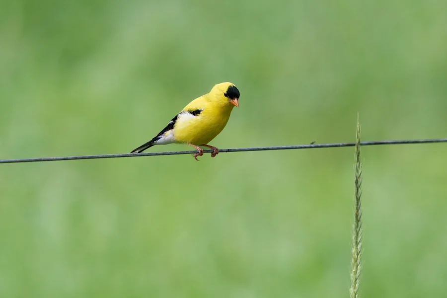 A yellow bird with black wings and a black cap perches on a thin wire against a blurred green background.