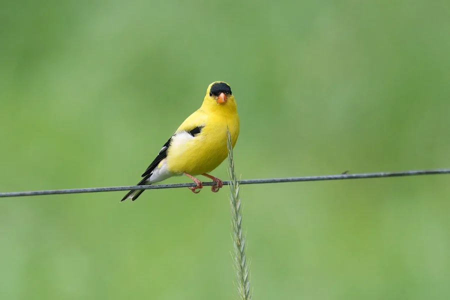 A yellow bird with black wings and a black cap perches on a wire against a blurred green background.