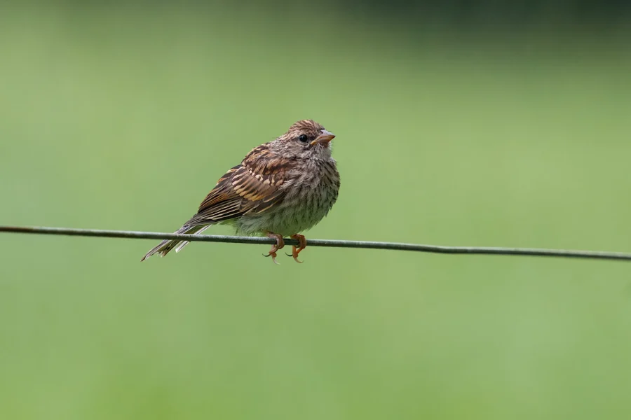 A small brown and white bird with streaked feathers is perched on a thin wire against a blurred green background.