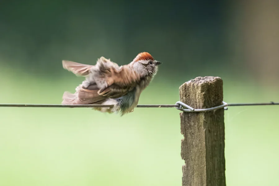 A small brown bird with a reddish cap flaps its wings while perched on a wire next to a wooden post against a blurred green background.