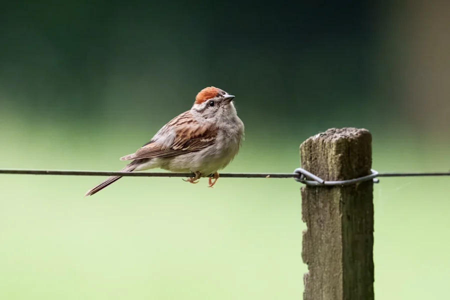 A small brown bird with a reddish cap perches on a wire fence next to a wooden post, set against a blurred green background.