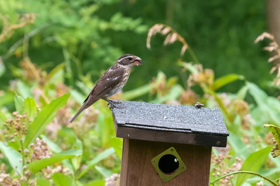 A bird with a seed in its beak perches on the roof of a wooden birdhouse, surrounded by green foliage.