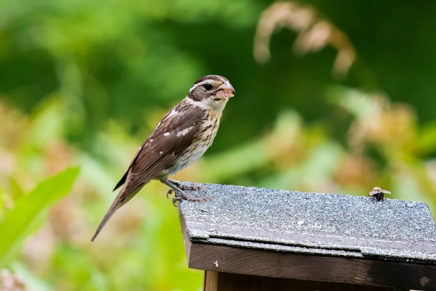 A brown and white bird with a seed in its beak stands on the edge of a weathered, shingled surface, with a green blurred background.