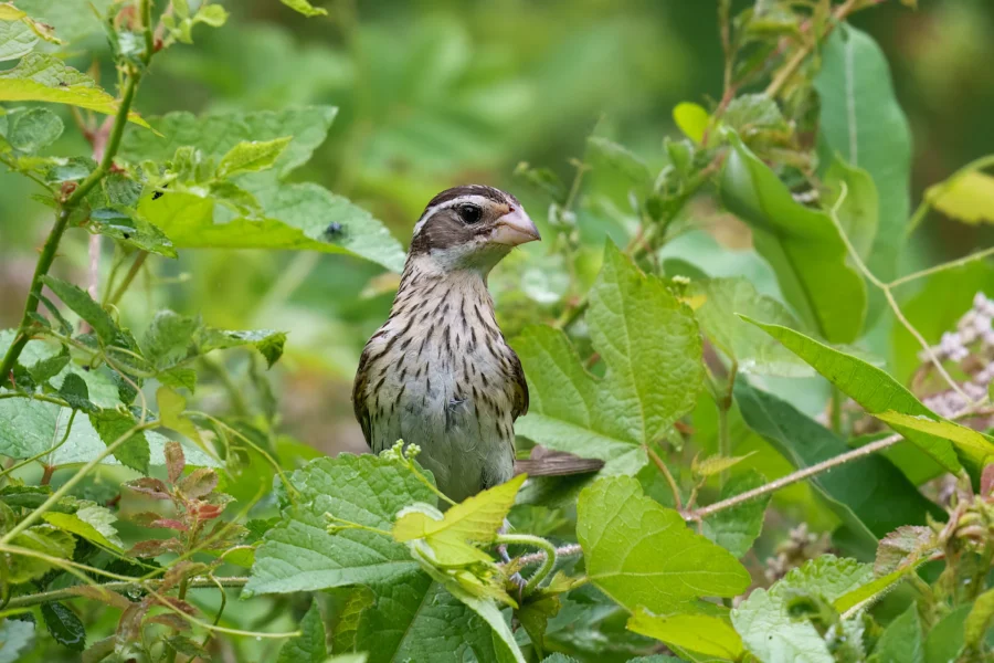 A small brown and white bird with streaked chest feathers perched among green leaves and plants.
