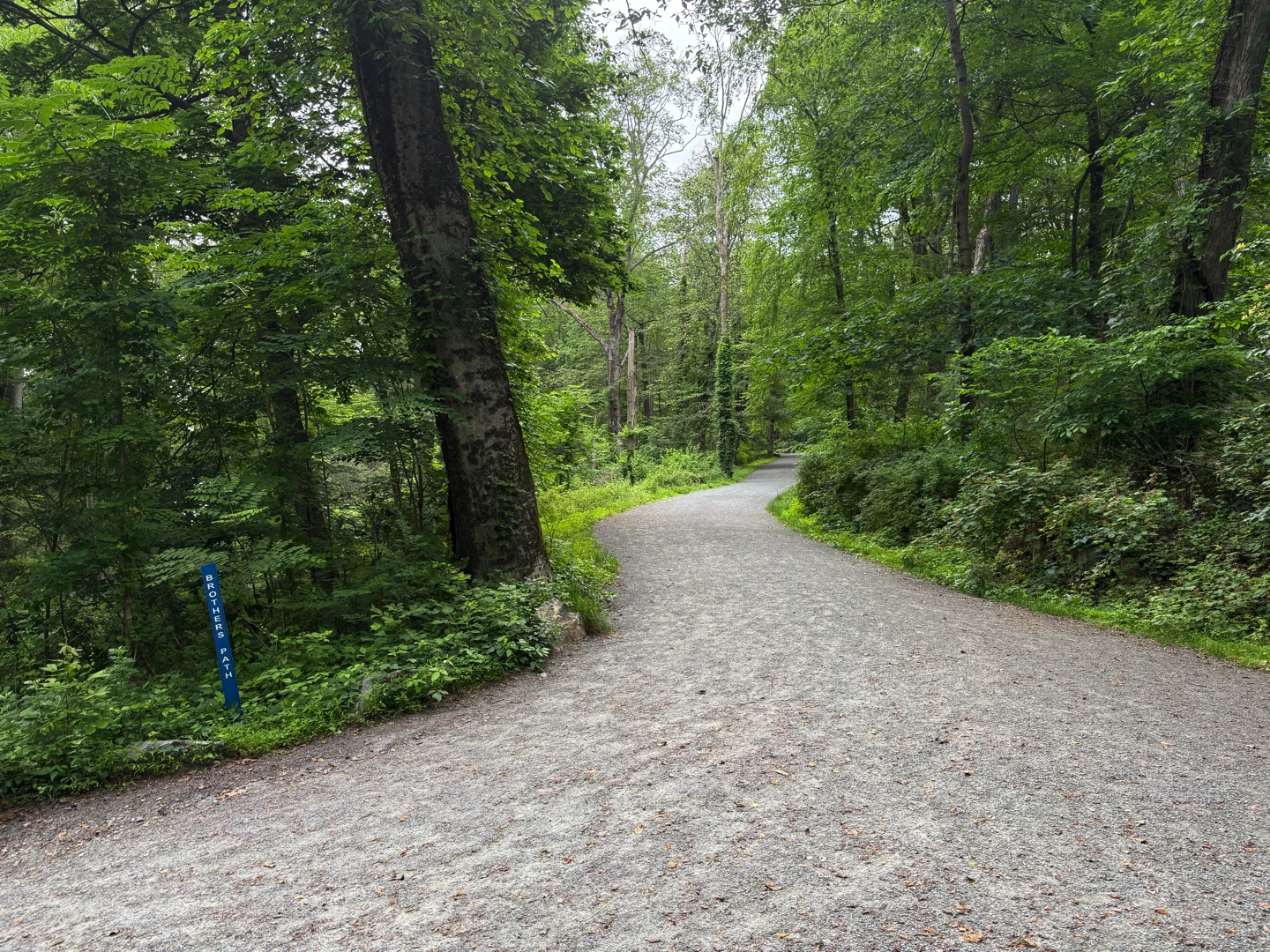 Brothers Path at Rockefeller State Park Preserve A gravel path curves through a dense green forest, with tall trees and thick undergrowth on both sides. A blue trail marker is visible on the left.