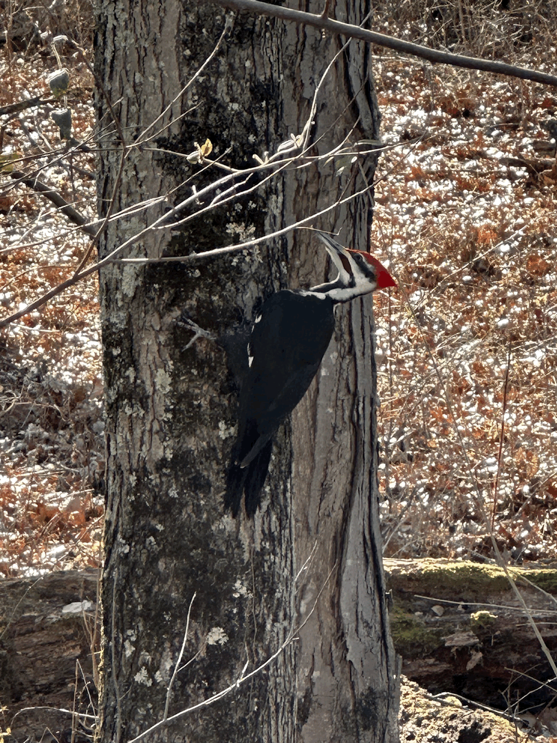 First Pileated Woodpecker Photo1920810 A black woodpecker with a red crest clings vertically to the trunk of a tree in a wooded area.