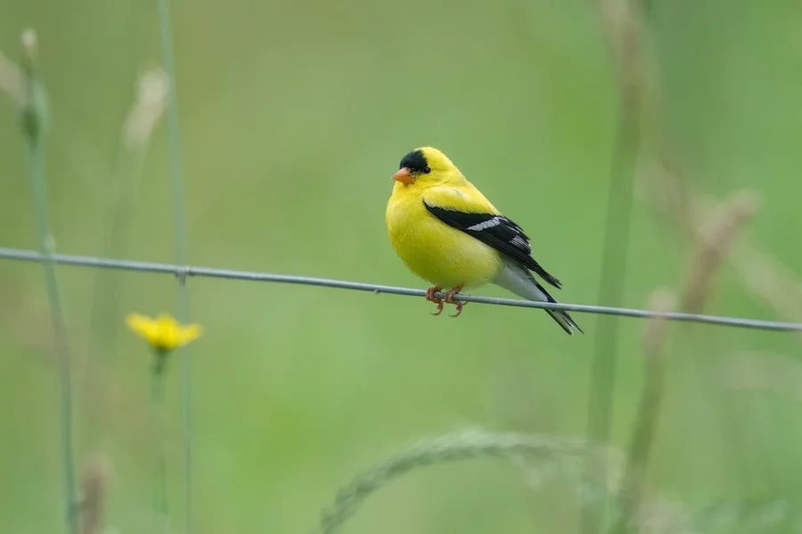 A yellow and black American goldfinch perched on a thin wire against a blurred green background.