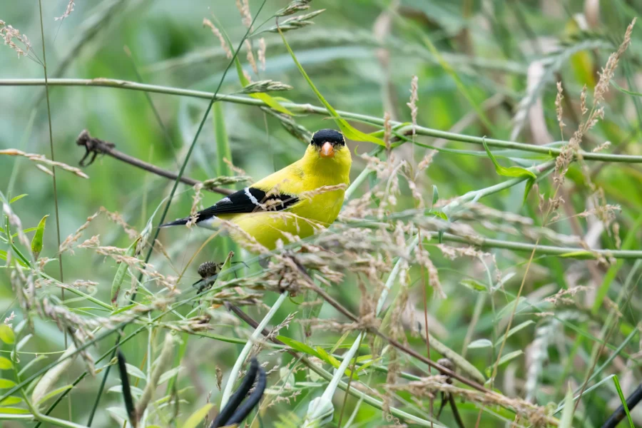 A bright yellow bird with black wings and cap perches among tall green grasses and plants.