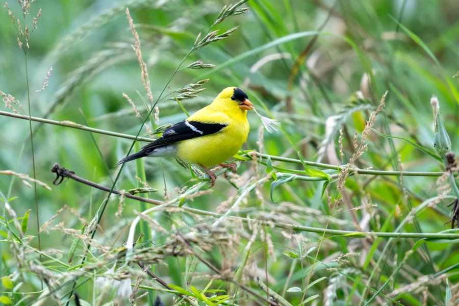 A bright yellow and black bird perches on a thin branch surrounded by tall green grass and wild plants.