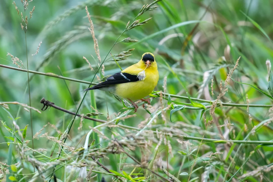 A bright yellow bird with black wings and cap perches on a thin stem amid green grass and foliage.