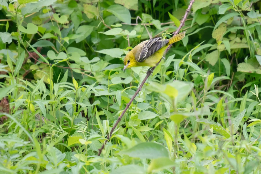 A small yellow and brown bird perches on a thin branch surrounded by dense green foliage.