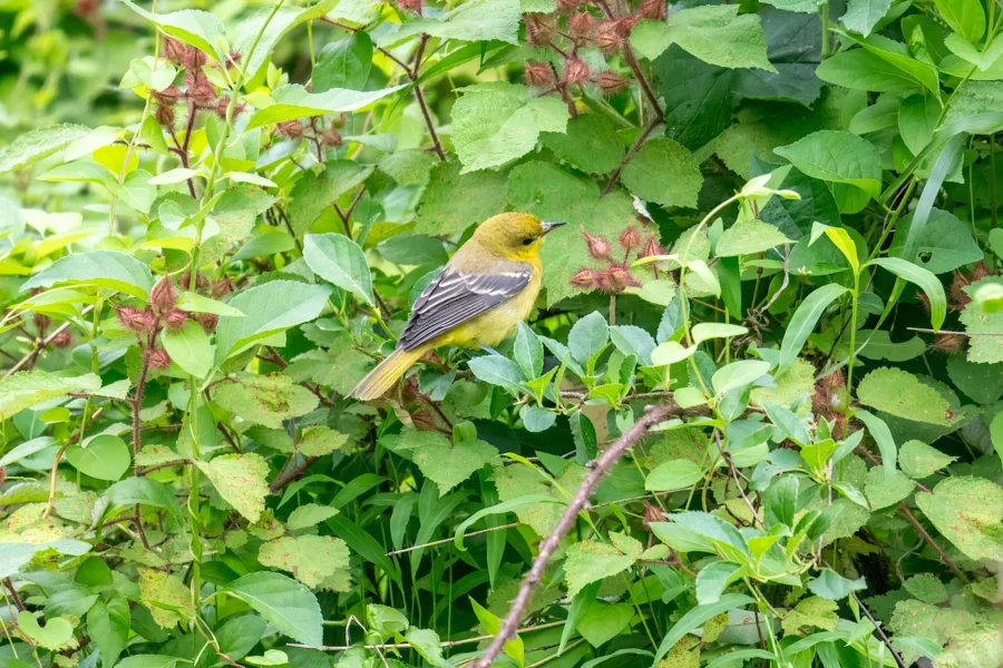 A yellow and black bird perched among dense green leaves and branches.