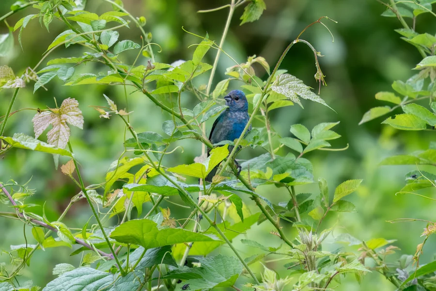 A small blue bird is perched on a leafy green branch, surrounded by dense foliage in an outdoor setting.