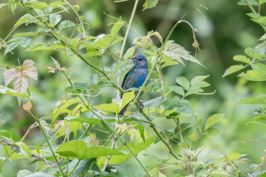 A small blue bird perched among green leaves and branches, partially obscured by foliage.