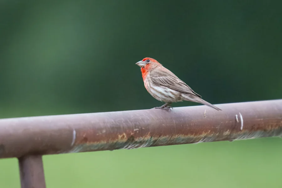 A small bird with a bright red head and chest perches on a rusty metal rail against a blurred green background.