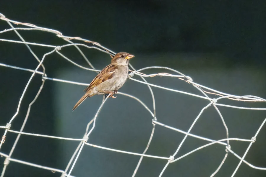 A small brown bird perches on a bent wire fence against a dark, blurred background.