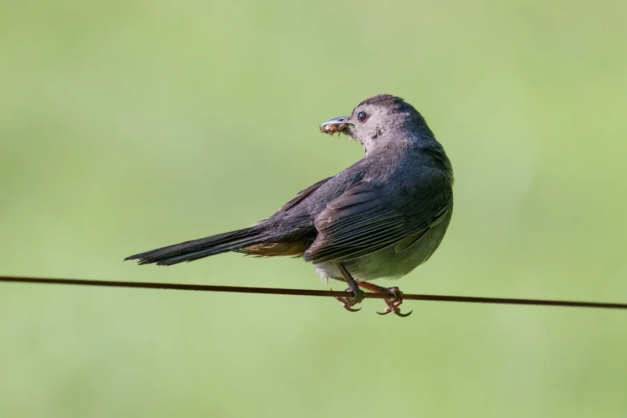 A small gray bird perches on a wire with an insect in its beak, set against a blurred green background.