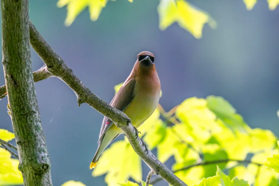 A cedar waxwing bird perched on a tree branch with green leaves and a blurred background.