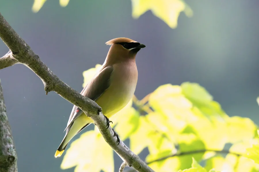 A Cedar Waxwing bird with a sleek brown body, black eye mask, and yellow-tipped tail perched on a tree branch against a blurred green background.