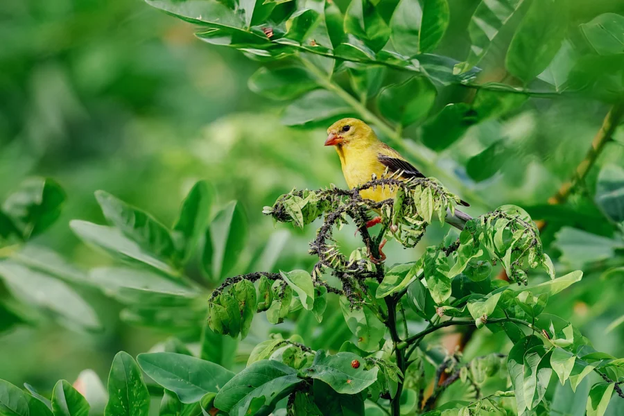 A small yellow bird perched on a leafy green branch, surrounded by dense foliage.