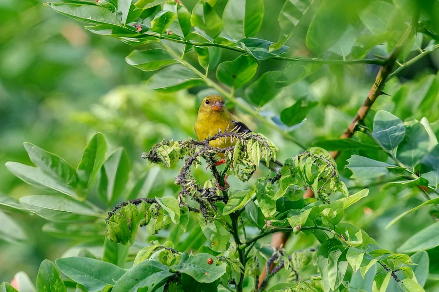 A small yellow-green bird is perched on a leafy branch surrounded by dense green foliage.