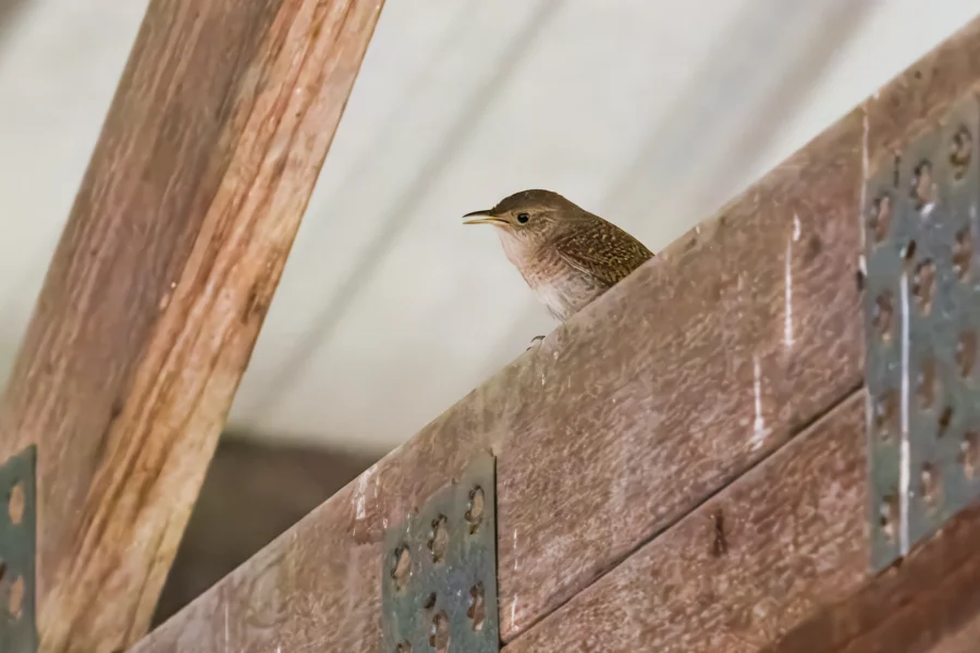 A small brown bird perches on a wooden beam with metal brackets inside a structure.