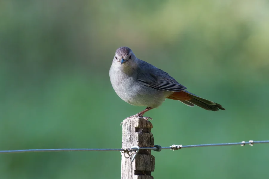 A small gray bird with a dark cap perches on a wooden post above a wire fence, set against a blurred green background.