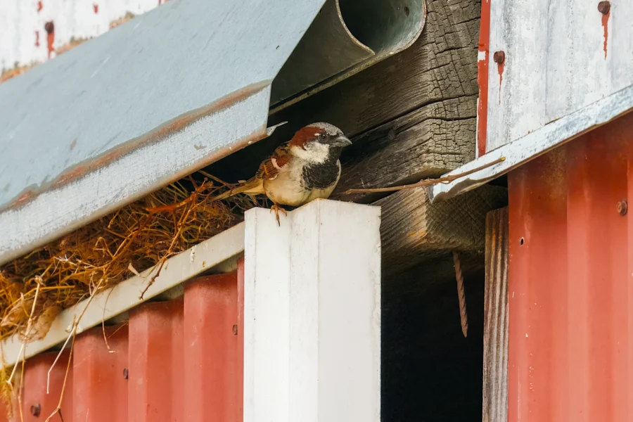 A small brown and white bird perches on a white beam near a nest under a metal roof overhang on a red barn.