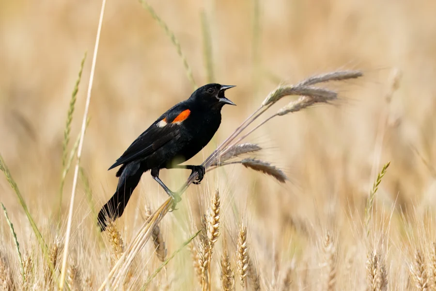 A blackbird with a red patch on its wing perches on wheat stems in a field, with its beak open as if calling.