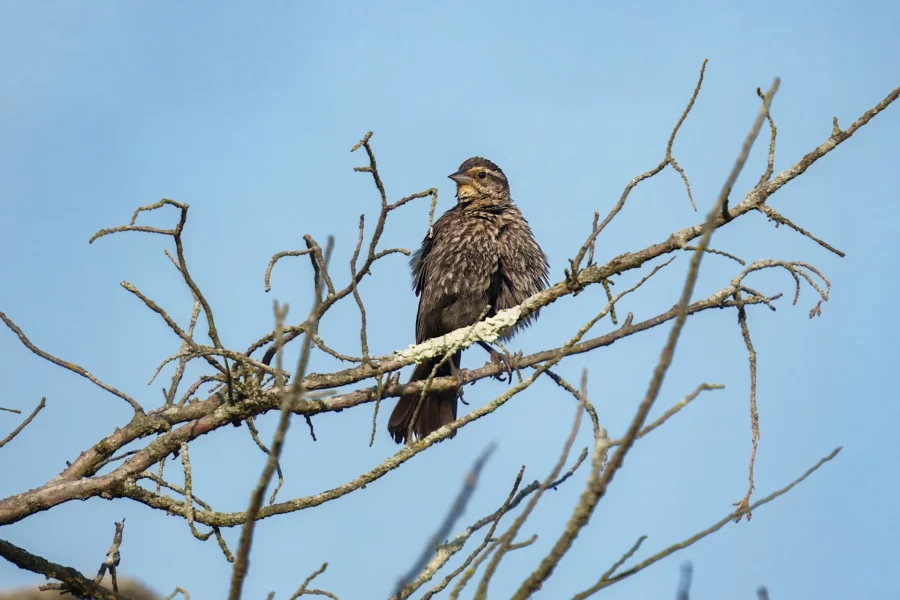 A brown bird with speckled feathers is perched on a bare tree branch against a clear blue sky.