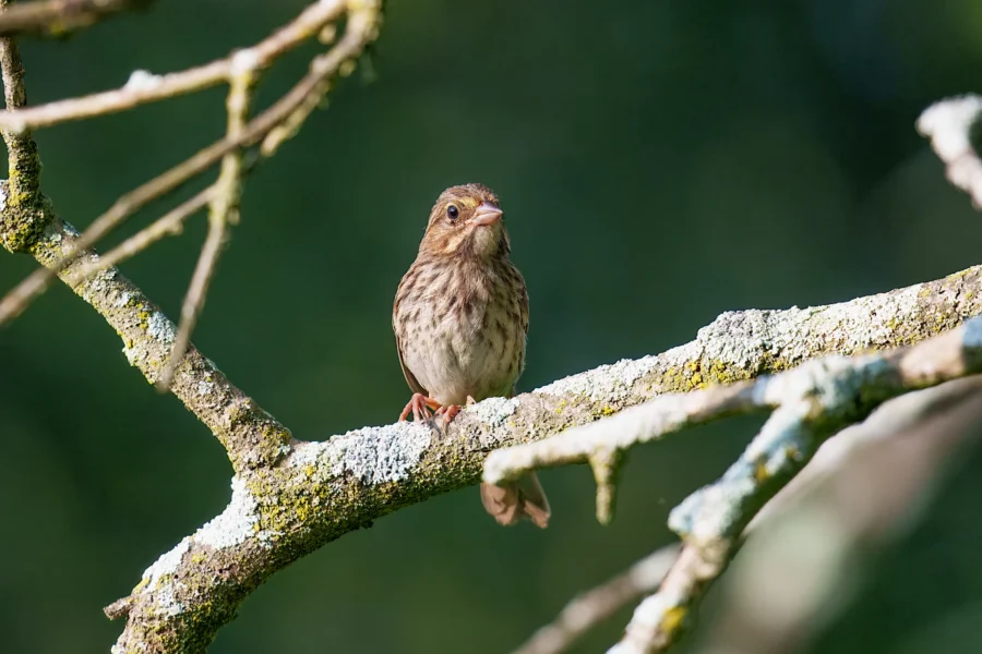 A small brown bird with streaked feathers perched on a lichen-covered tree branch against a blurred green background.