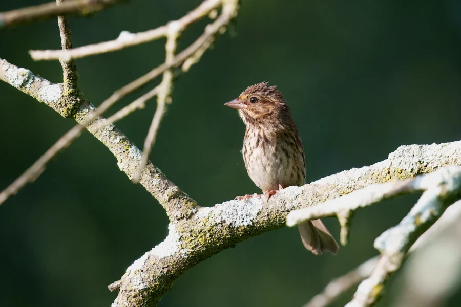 A small brown bird with streaked feathers perches on a lichen-covered tree branch with a blurred green background.