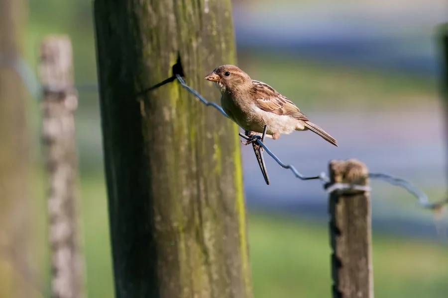 A small brown bird perches on a twisted wire fence between wooden posts, with a blurred green and blue background.