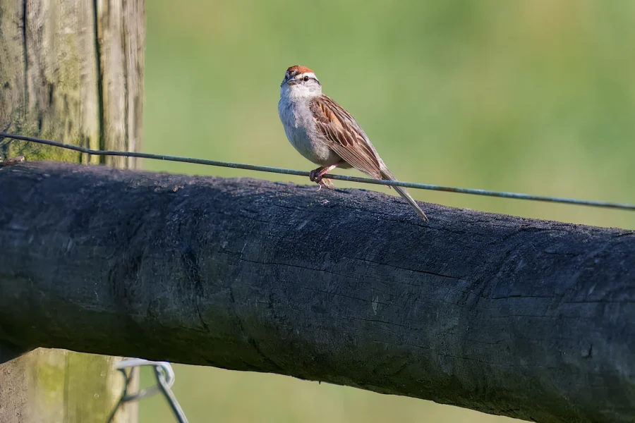 A small brown and white bird with a reddish cap is perched on a wooden fence with green grass blurred in the background.