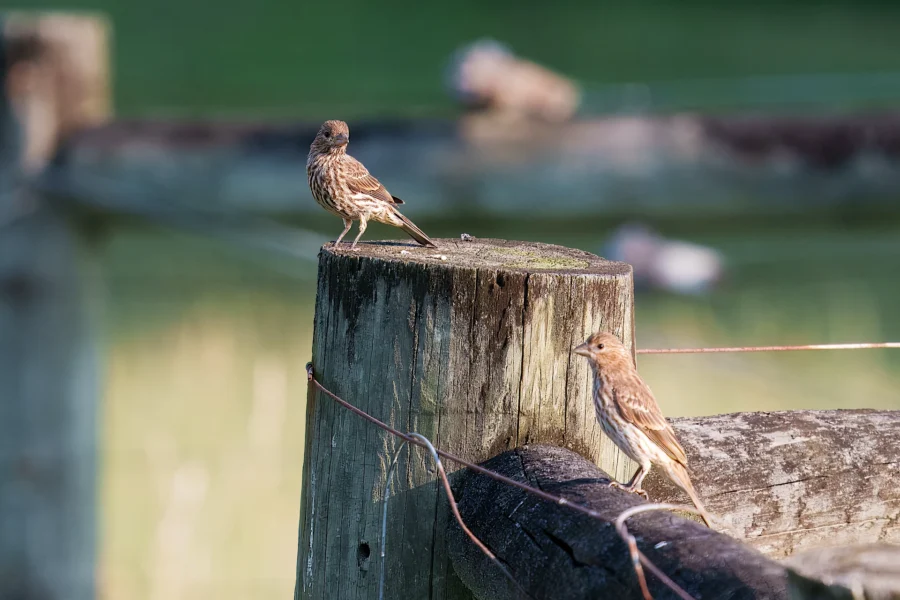 Two small brown birds perch on a weathered wooden fence post, with a blurred green background and wire fencing visible.