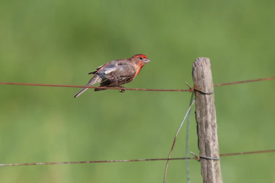 A small bird with a reddish head perches on a barbed wire fence next to a wooden post, with a blurred green background.