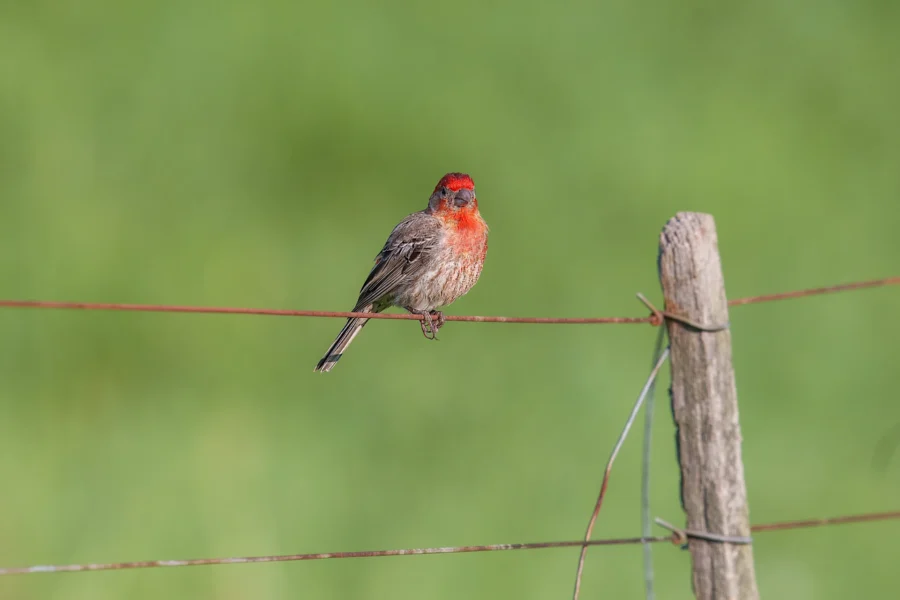 A small bird with a red head and chest perches on a wire fence against a blurred green background.