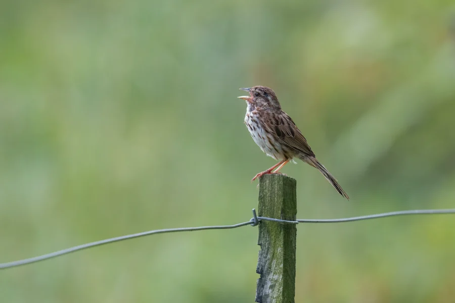 A small brown and white bird perched on a wooden fence post, with its beak open, against a blurred green background.