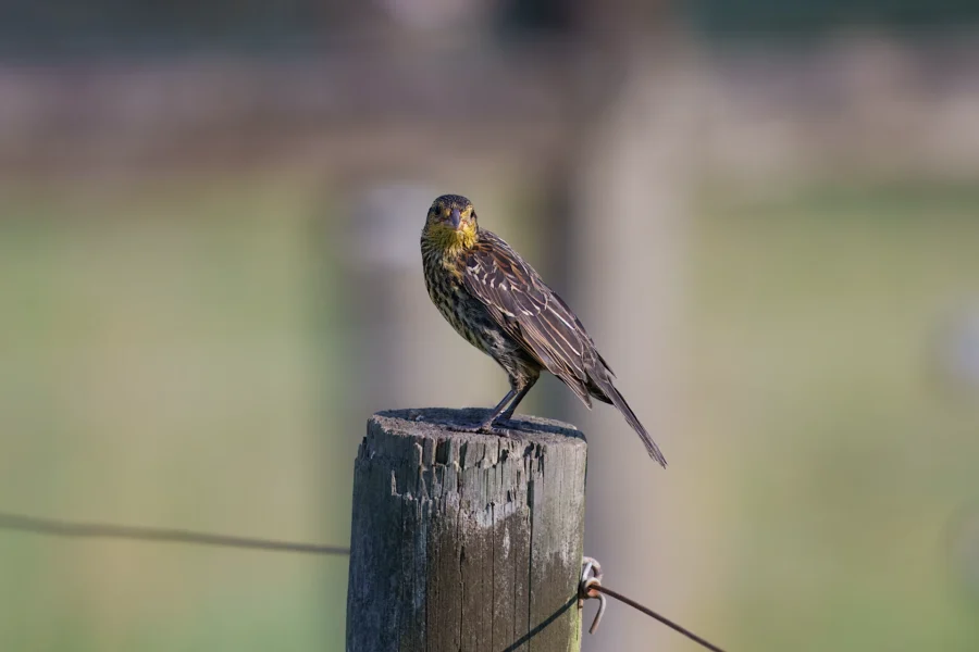 A small brown and yellow bird is perched on a weathered wooden fence post with a blurred green background.