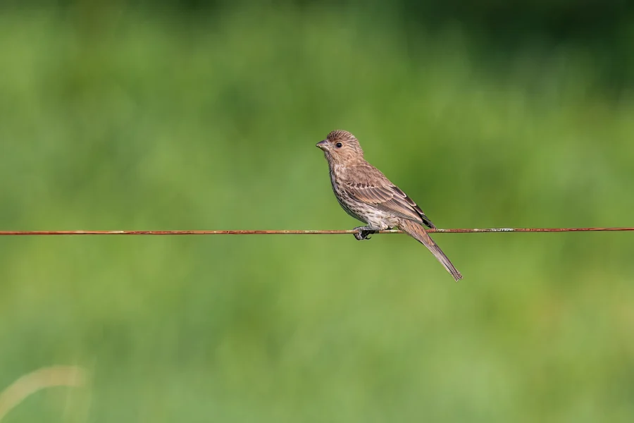 A small brown bird with streaked feathers perches on a thin wire against a blurred green background.